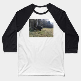 Scottish Highland Cattle Bull 2371 Baseball T-Shirt